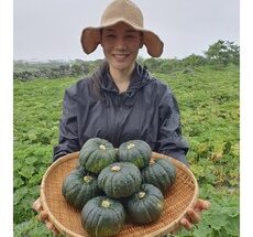 이게 가성비다 제주 미니 밤호박 후기